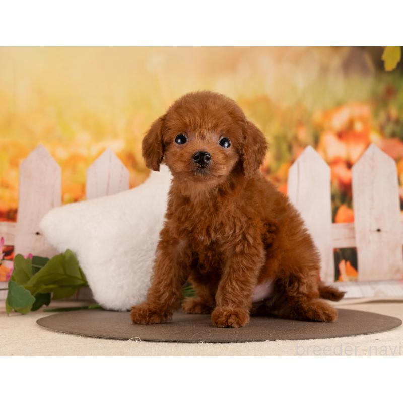 販売中の愛知県のトイプードル-455129の3枚目