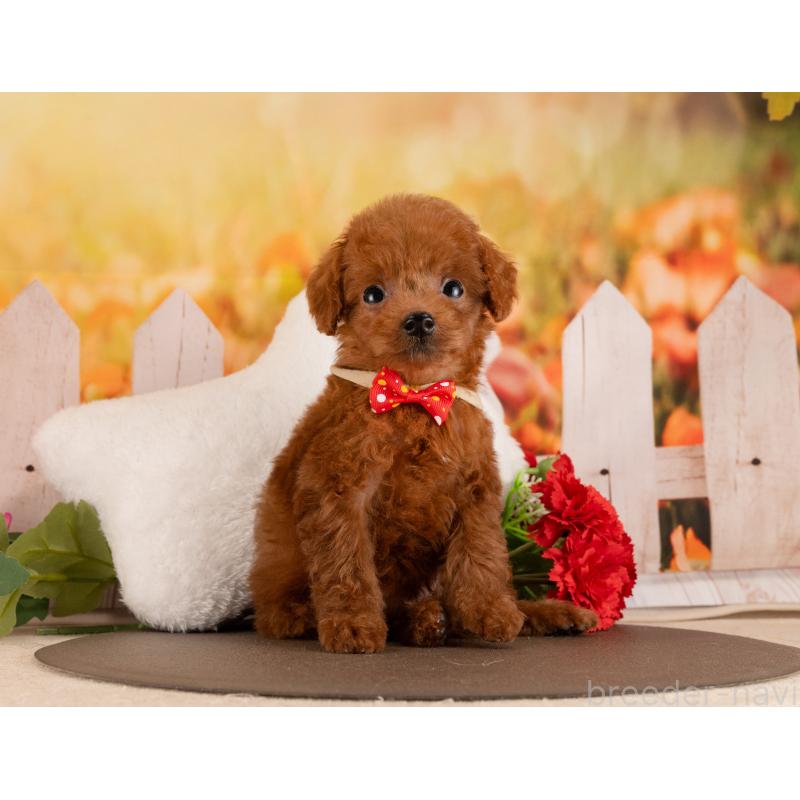 販売中の愛知県のトイプードル-455129の2枚目