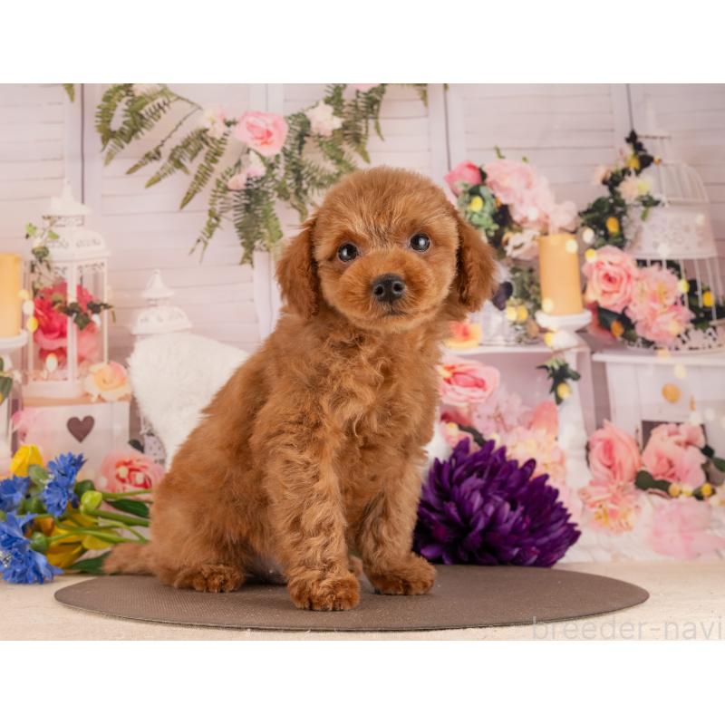 販売中の愛知県のトイプードル-455130の6枚目