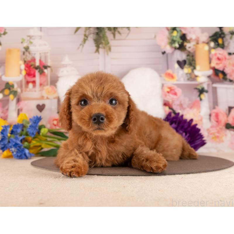 販売中の愛知県のトイプードル-455130の5枚目