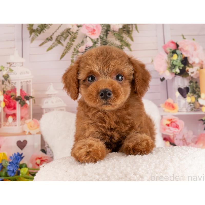 販売中の愛知県のトイプードル-455130の4枚目