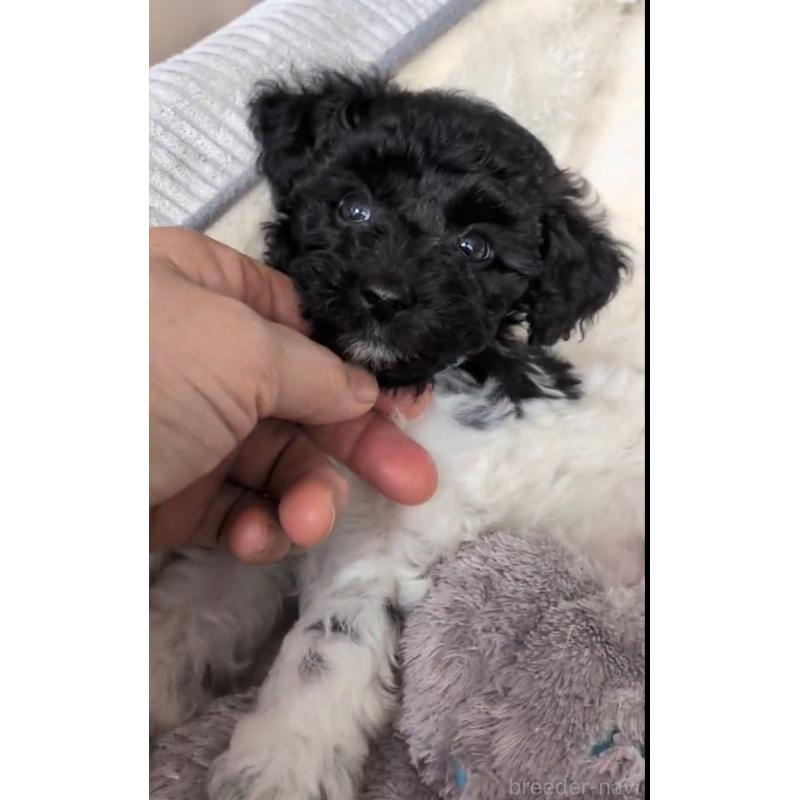 販売中の北海道のトイプードル-444437の4枚目