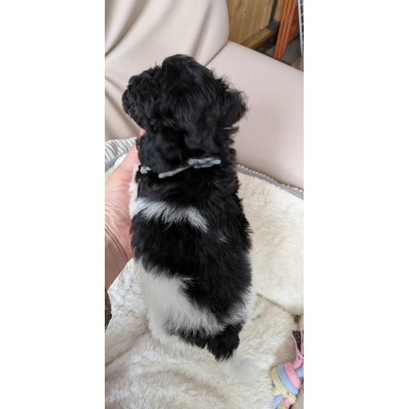 販売中の北海道のトイプードル-444437の3枚目