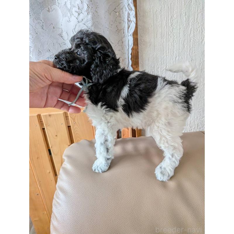 販売中の北海道のトイプードル-444437の2枚目