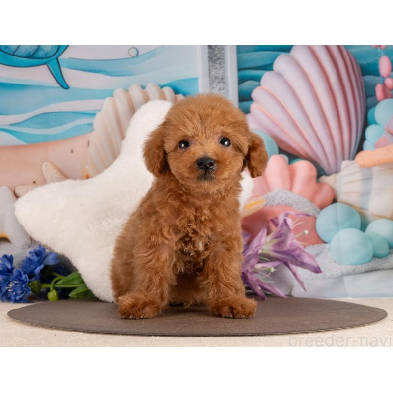 販売中の愛知県のトイプードル-455134の6枚目