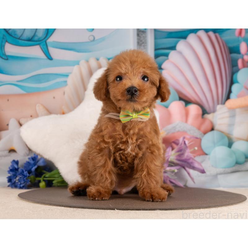 販売中の愛知県のトイプードル-455134の5枚目