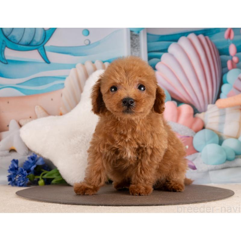 販売中の愛知県のトイプードル-455134の4枚目