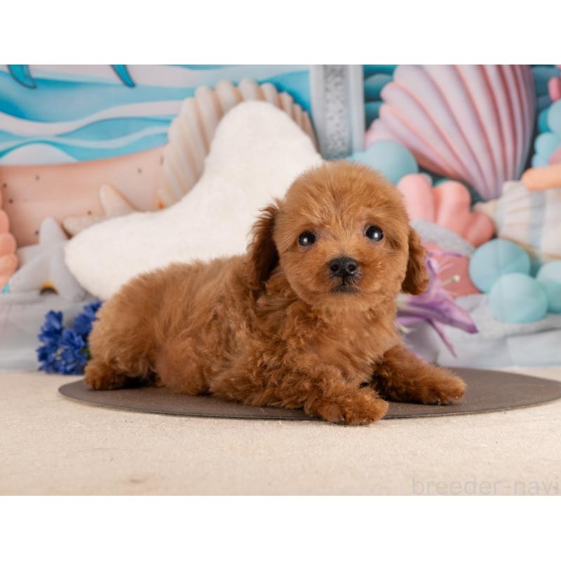 販売中の愛知県のトイプードル-455134の3枚目