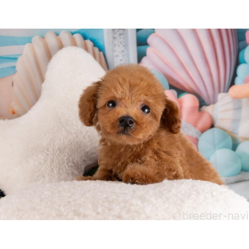 販売中の愛知県のトイプードル-455134の2枚目