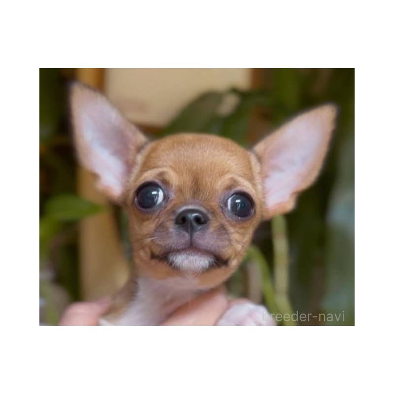 販売中の静岡県のチワワ(スムースコート)-452284