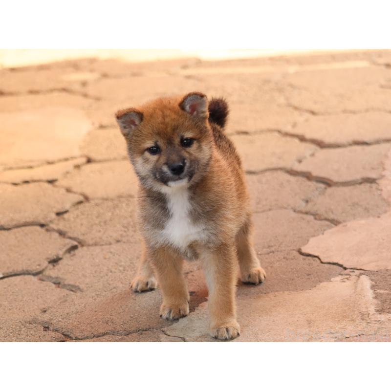 販売中の埼玉県の柴犬-455132の7枚目