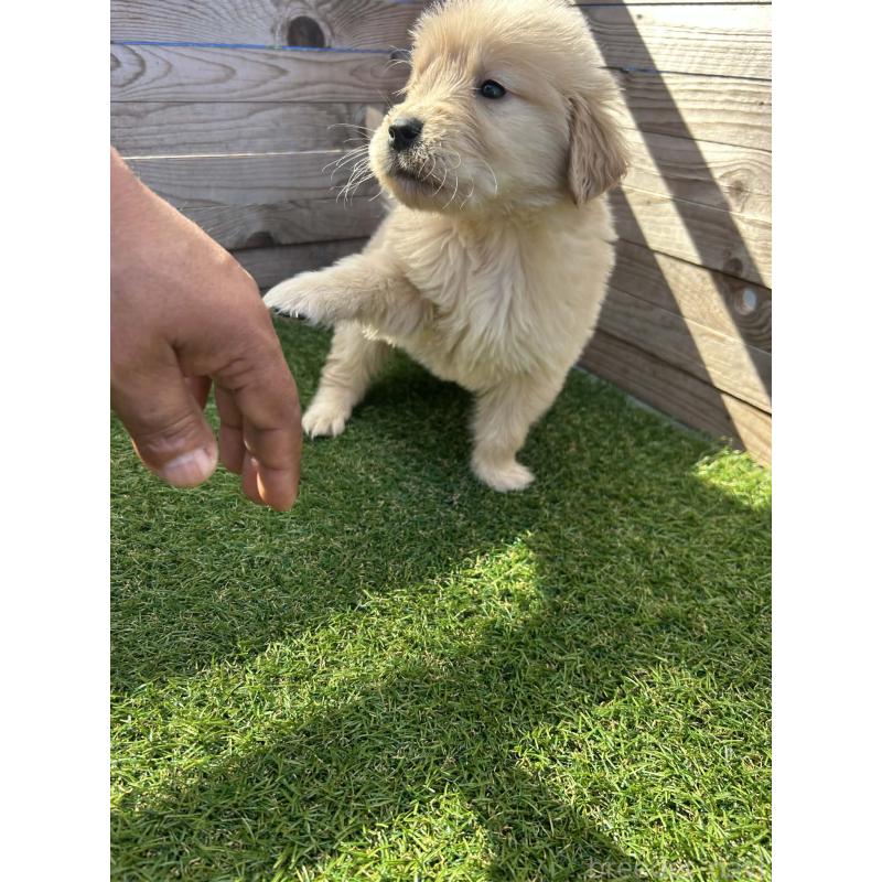 販売中の静岡県のゴールデンレトリーバー-455135の6枚目