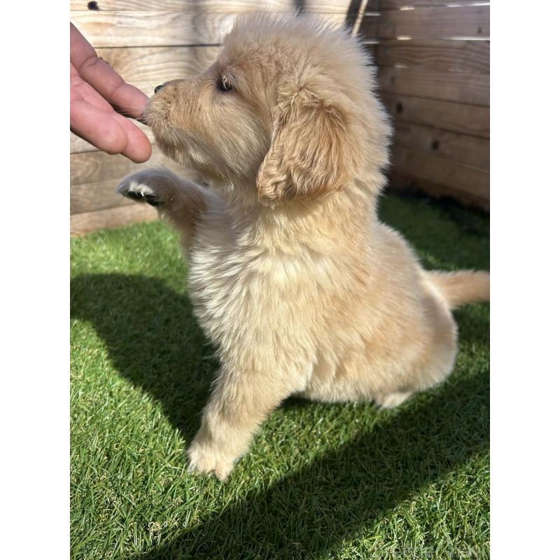 販売中の静岡県のゴールデンレトリーバー-455135の5枚目