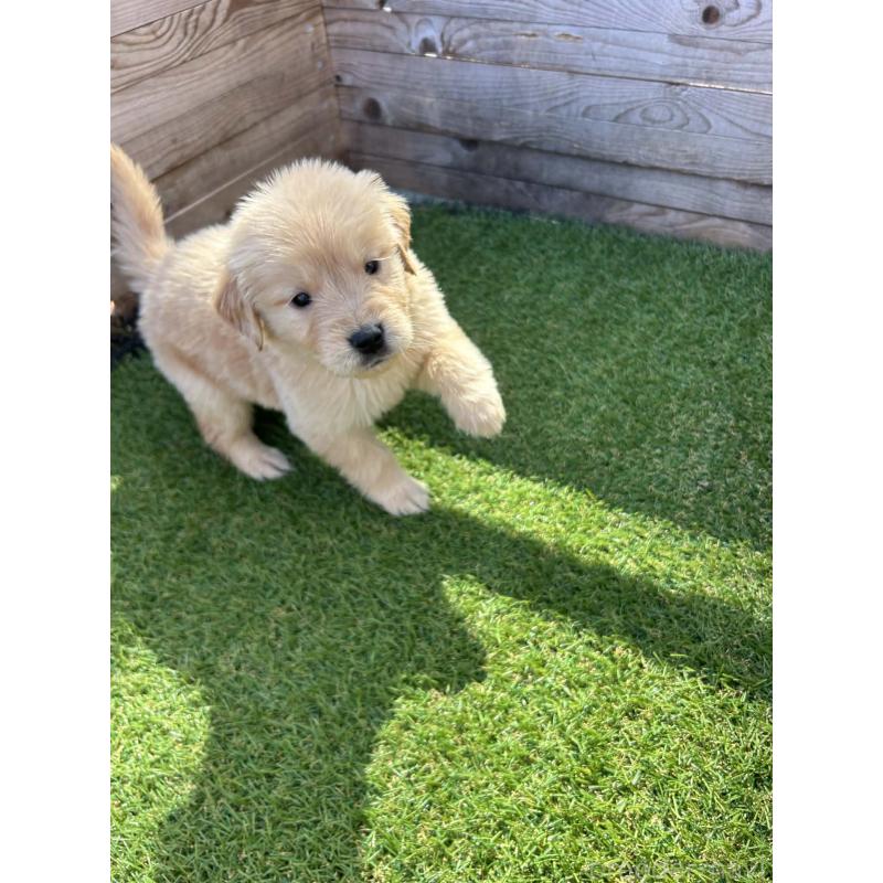 販売中の静岡県のゴールデンレトリーバー-455135の4枚目