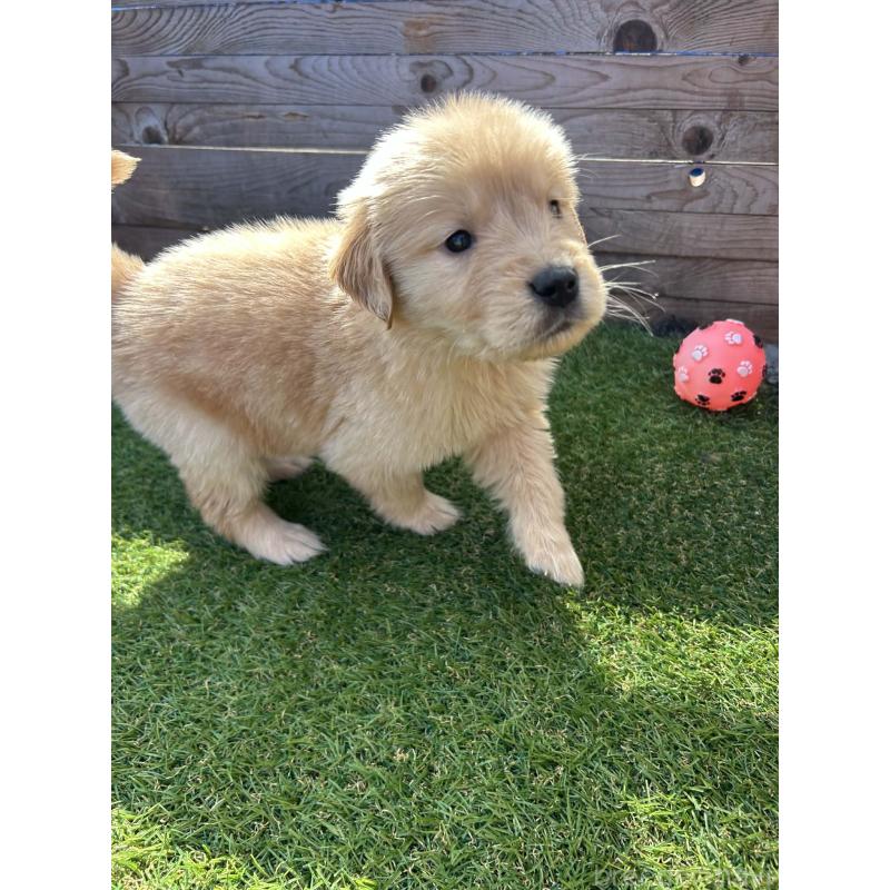 販売中の静岡県のゴールデンレトリーバー-455135の3枚目