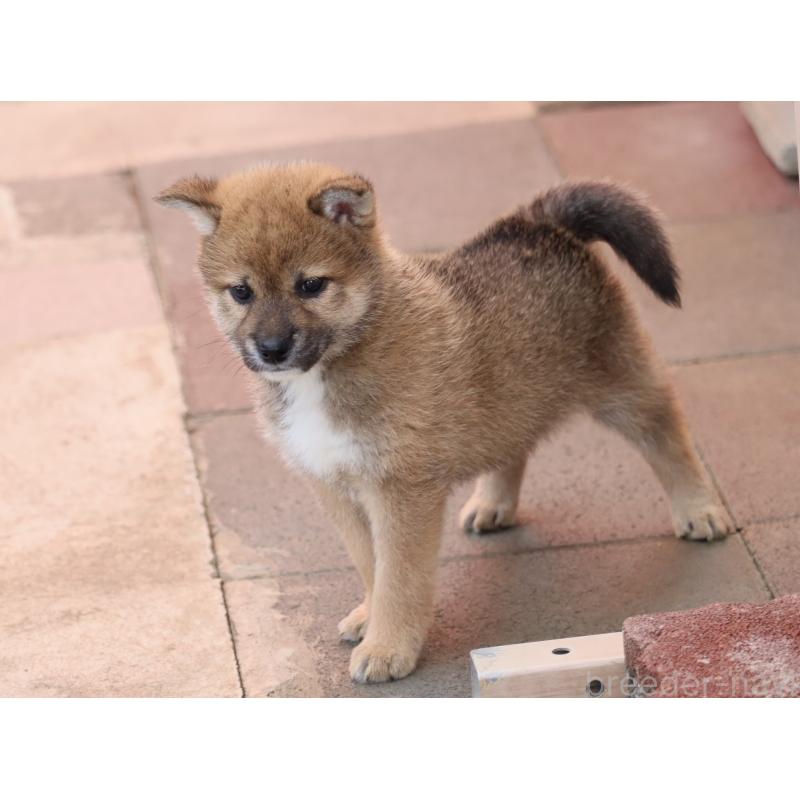 販売中の埼玉県の柴犬-455132の6枚目