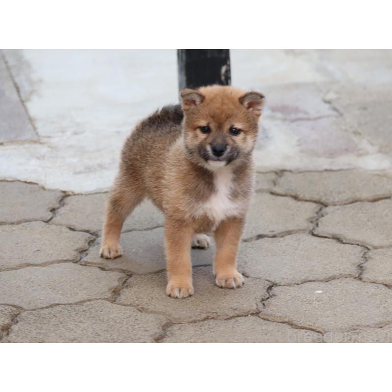 販売中の埼玉県の柴犬-455132の5枚目