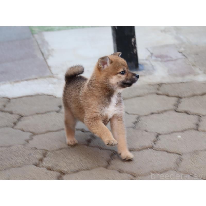 販売中の埼玉県の柴犬-455132の4枚目