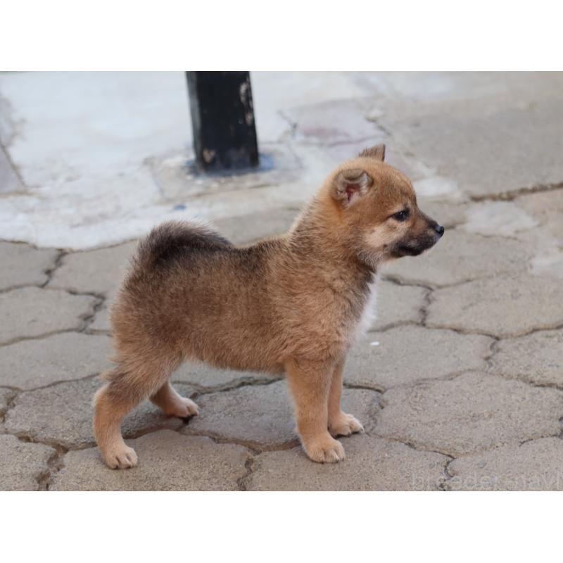 販売中の埼玉県の柴犬-455132の3枚目