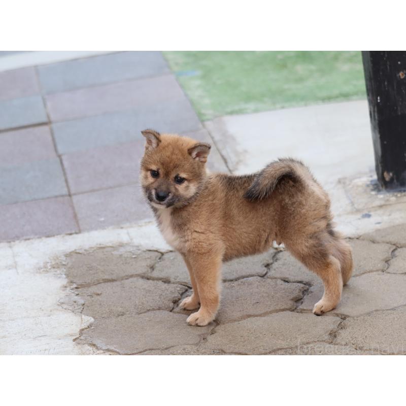 販売中の埼玉県の柴犬-455132の2枚目