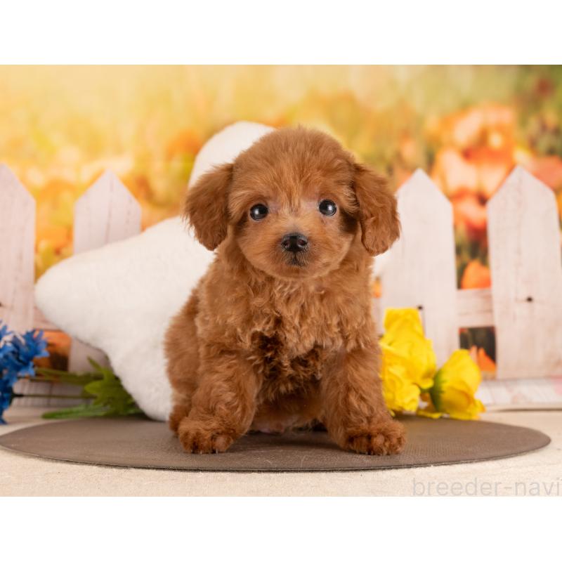 販売中の愛知県のトイプードル-455162の6枚目