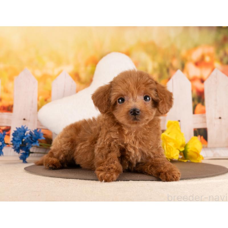 販売中の愛知県のトイプードル-455162の5枚目