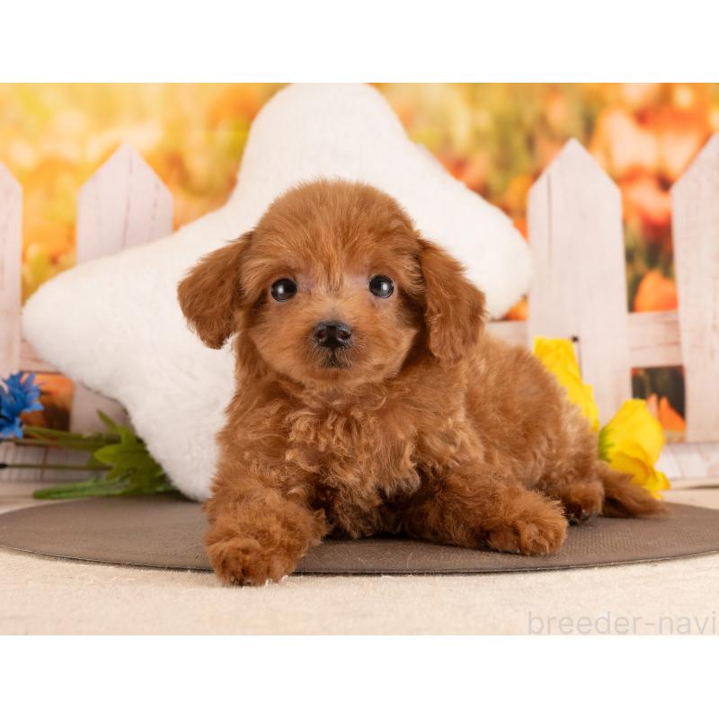 販売中の愛知県のトイプードル-455162の3枚目