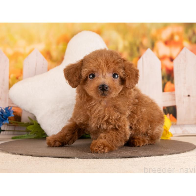 販売中の愛知県のトイプードル-455162の2枚目