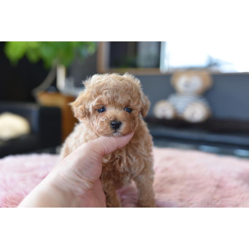 販売中の茨城県のティーカッププードル-455138の6枚目