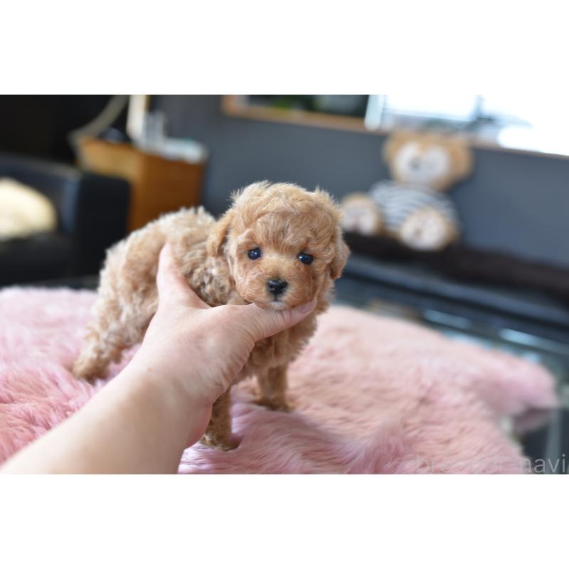 販売中の茨城県のティーカッププードル-455138の5枚目