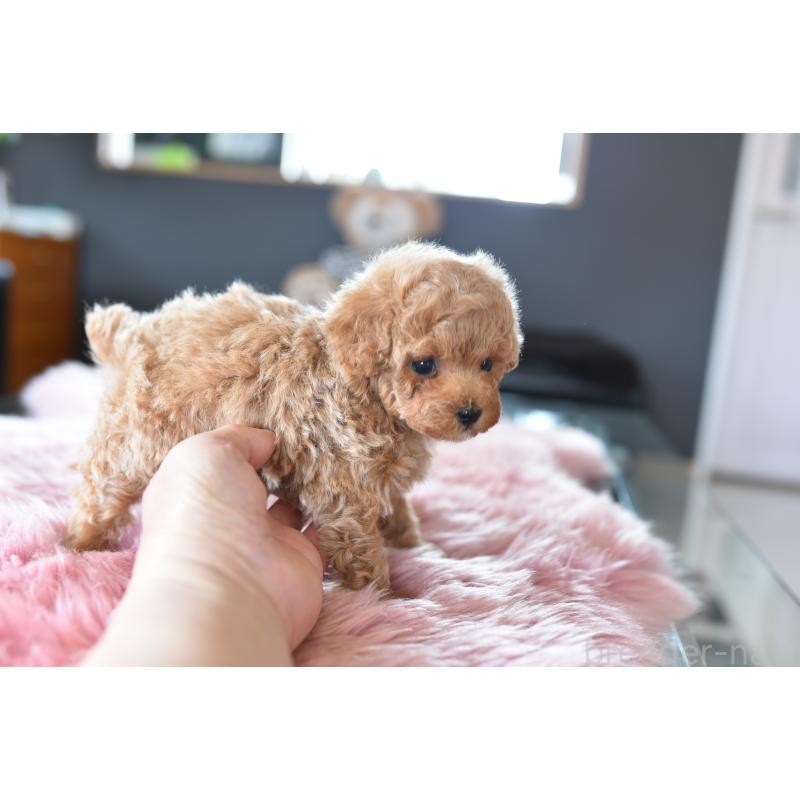 販売中の茨城県のティーカッププードル-455138の2枚目