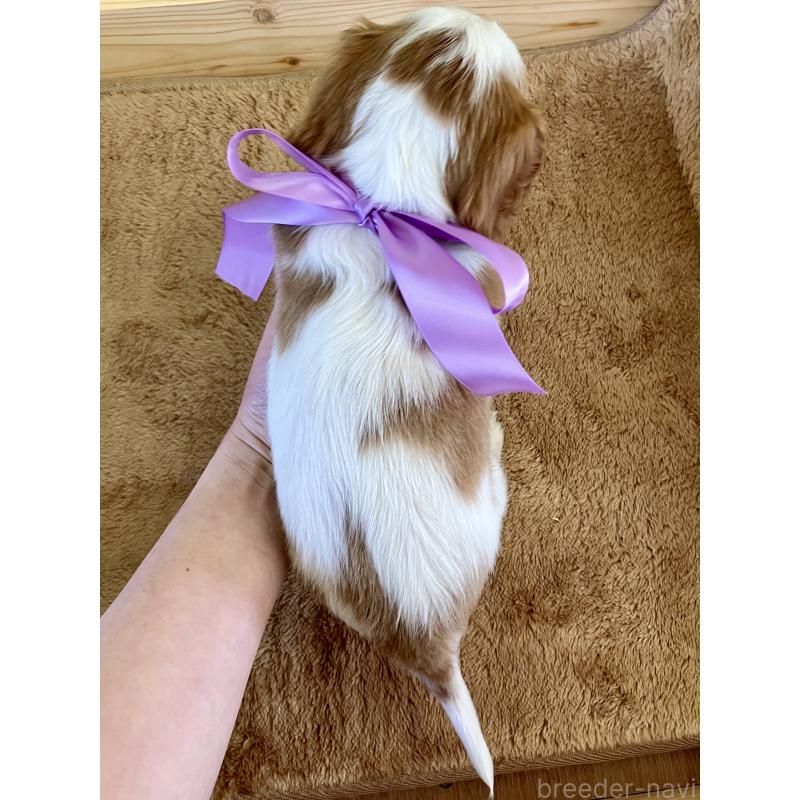 販売中の埼玉県のキャバリアキングチャールズスパニエル-455139の4枚目