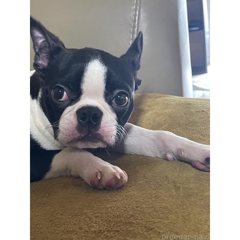 販売中の岡山県のボストンテリア-420781