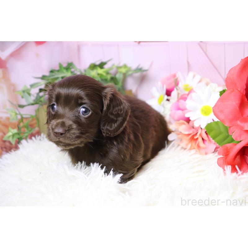 販売中の香川県のミニチュアダックスフンド(ロングヘアード)-452673の12枚目