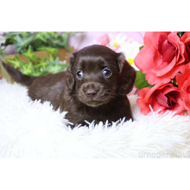 販売中の香川県のミニチュアダックスフンド(ロングヘアード)-452673の11枚目