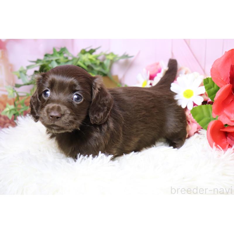 販売中の香川県のミニチュアダックスフンド(ロングヘアード)-452673の10枚目