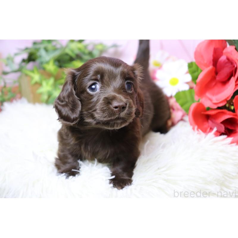 販売中の香川県のミニチュアダックスフンド(ロングヘアード)-452673の9枚目