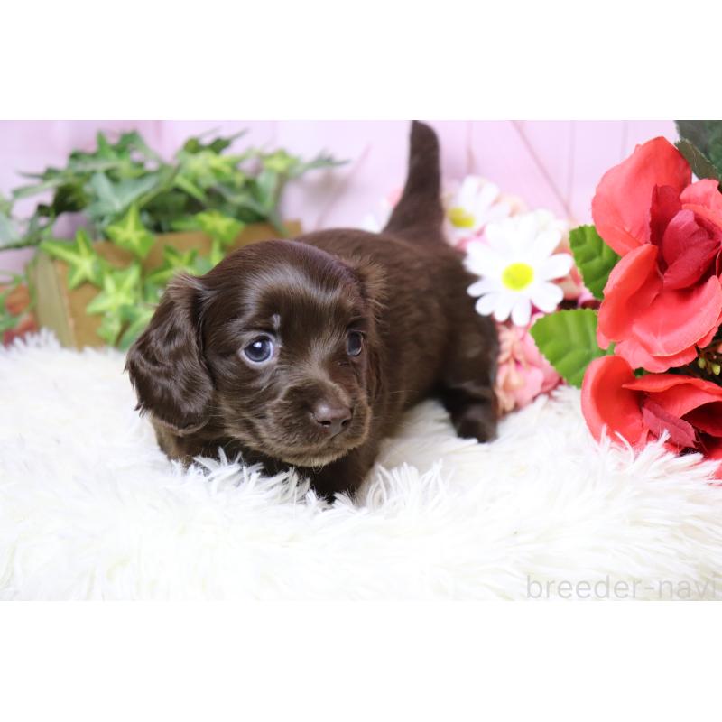 販売中の香川県のミニチュアダックスフンド(ロングヘアード)-452673の8枚目