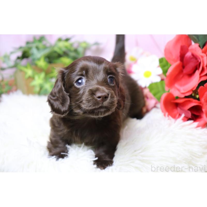 販売中の香川県のミニチュアダックスフンド(ロングヘアード)-452673の7枚目