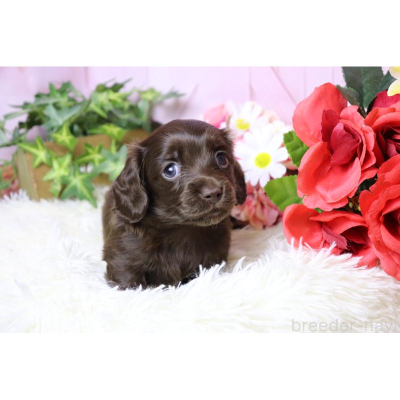 販売中の香川県のミニチュアダックスフンド(ロングヘアード)-452673の6枚目