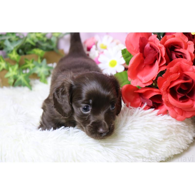 販売中の香川県のミニチュアダックスフンド(ロングヘアード)-452673の5枚目