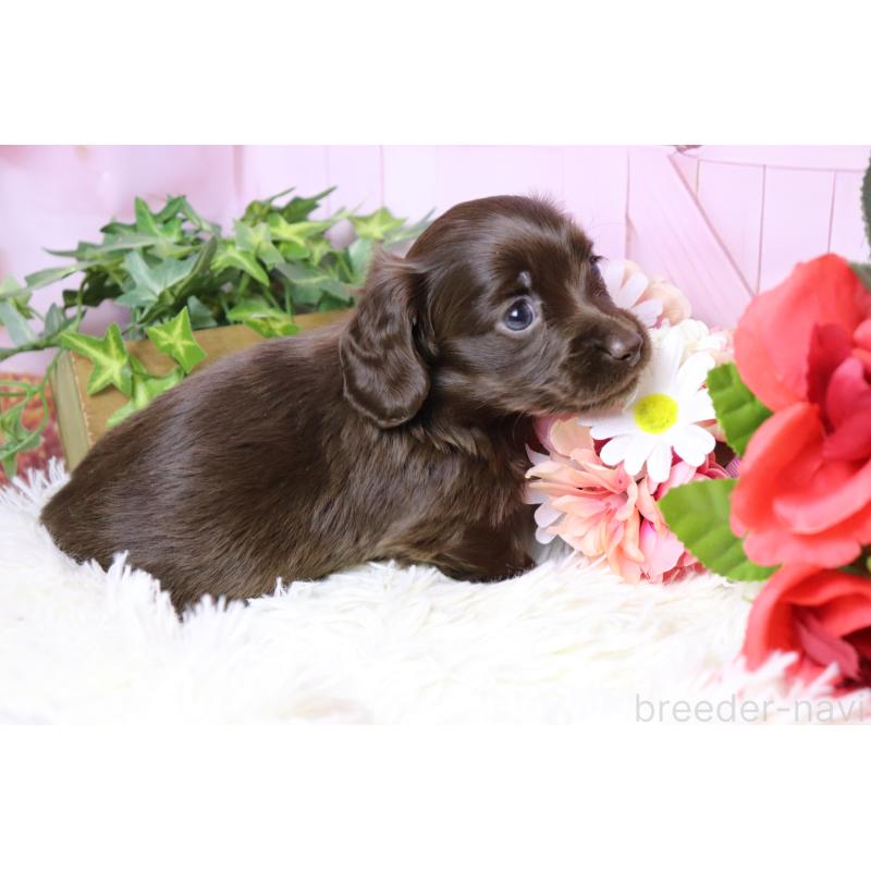 販売中の香川県のミニチュアダックスフンド(ロングヘアード)-452673の3枚目