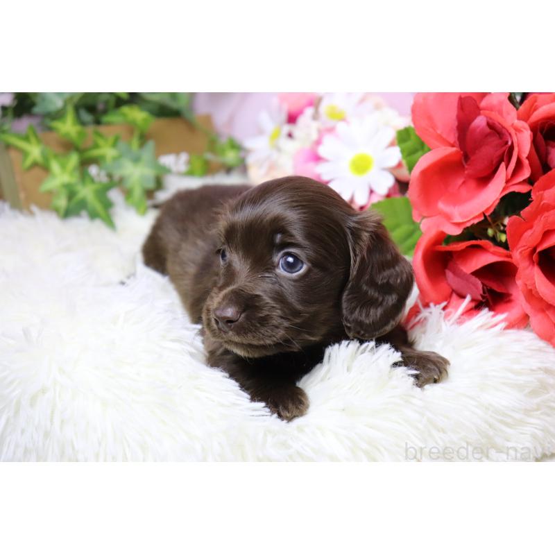 販売中の香川県のミニチュアダックスフンド(ロングヘアード)-452673の2枚目