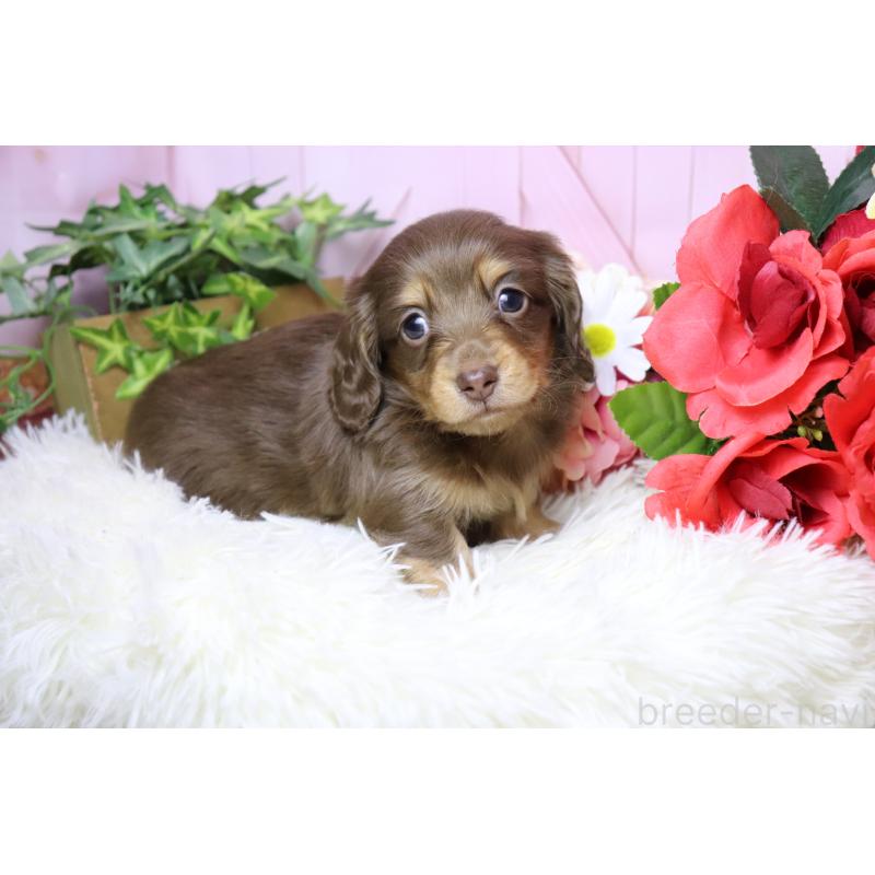 販売中の香川県のミニチュアダックスフンド(ロングヘアード)-452671の9枚目