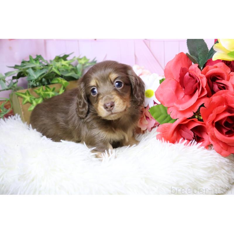 販売中の香川県のミニチュアダックスフンド(ロングヘアード)-452671の8枚目