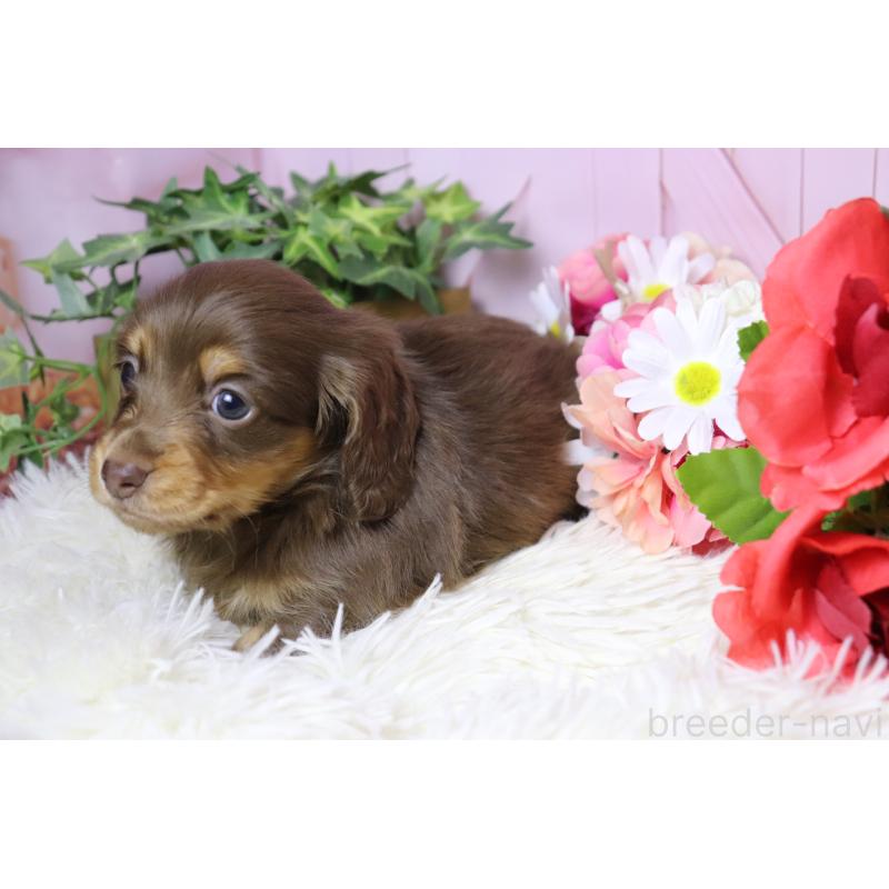 販売中の香川県のミニチュアダックスフンド(ロングヘアード)-452671の7枚目