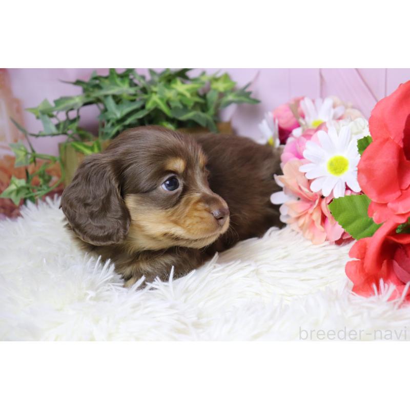 販売中の香川県のミニチュアダックスフンド(ロングヘアード)-452671の6枚目