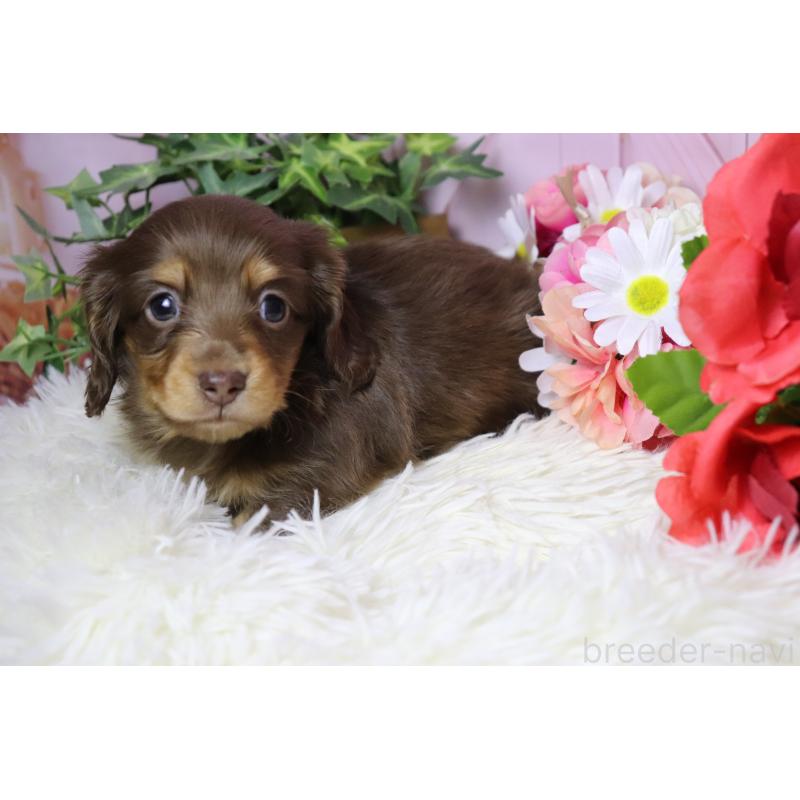 販売中の香川県のミニチュアダックスフンド(ロングヘアード)-452671の5枚目