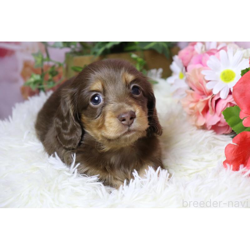 販売中の香川県のミニチュアダックスフンド(ロングヘアード)-452671の4枚目