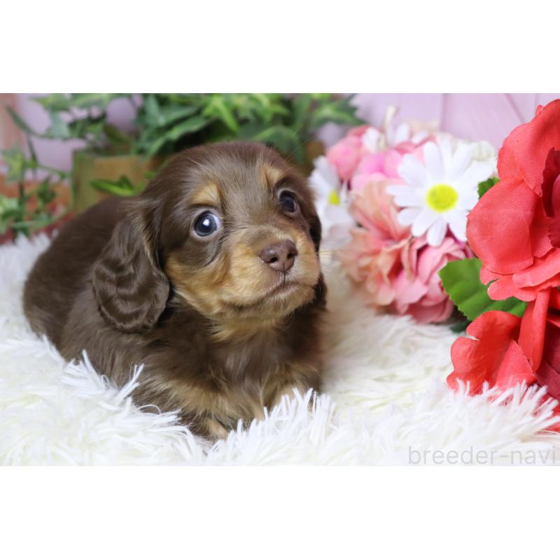 販売中の香川県のミニチュアダックスフンド(ロングヘアード)-452671の3枚目